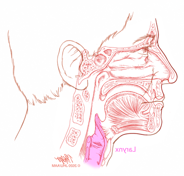 sagittal larynx illustration